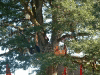 arbre-01.jpg